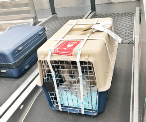 黄冈宠物托运 宠物托运公司 机场宠物托运 宠物空运
